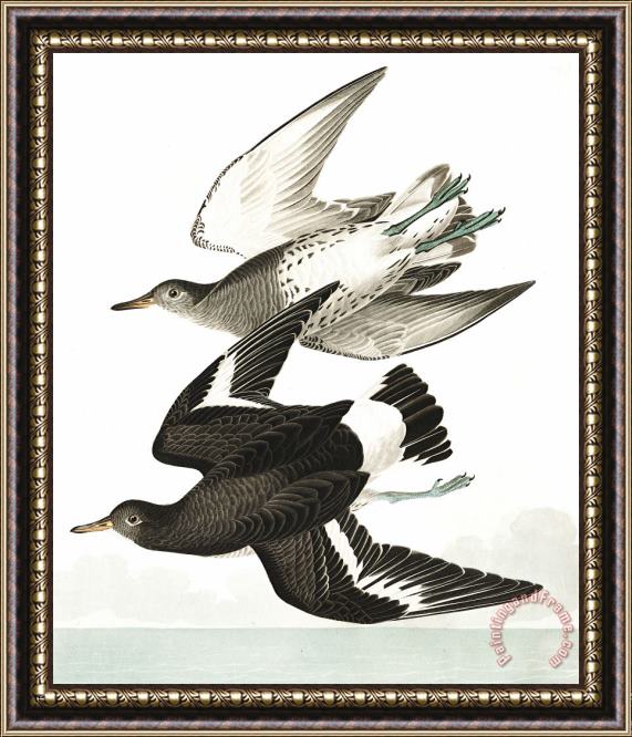 John James Audubon Townsend's Sandpiper Framed Print