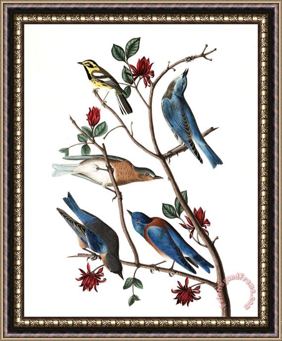 John James Audubon Townsend's Warbler, Arctic Blue Bird, Western Blue Bird Framed Print