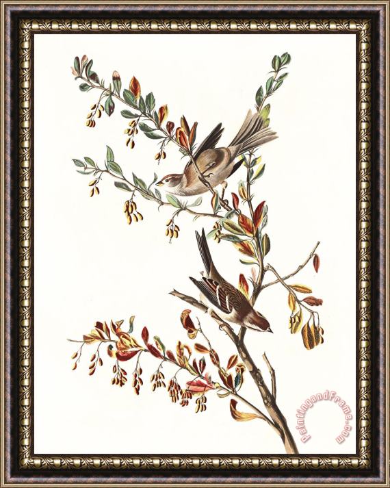 John James Audubon Tree Sparrow Framed Painting