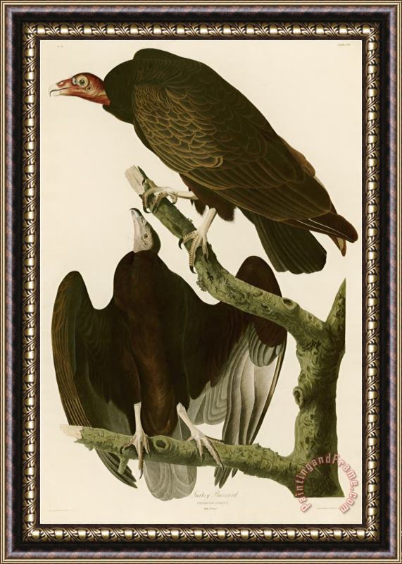 John James Audubon Turkey Buzzard Framed Painting