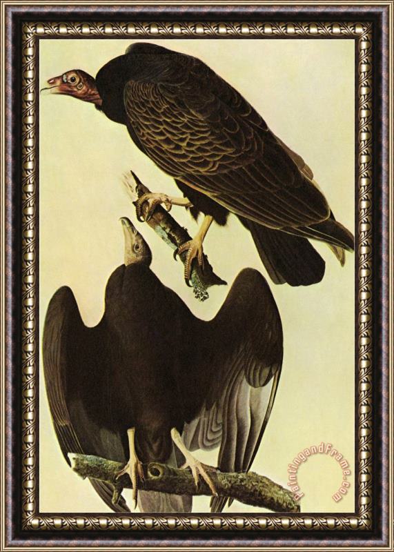 John James Audubon Turkey Vulture Framed Print