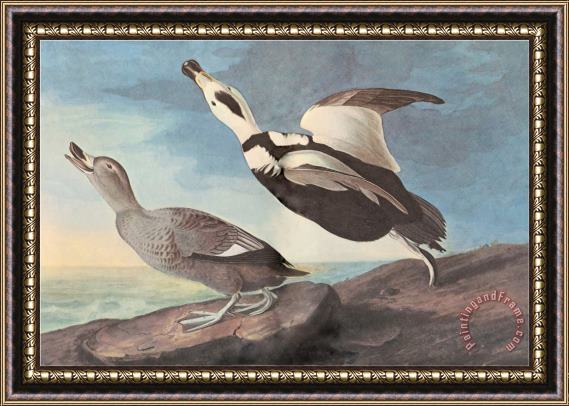 John James Audubon Untitled Framed Painting
