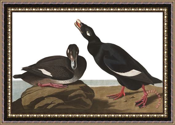 John James Audubon Velvet Duck Framed Painting