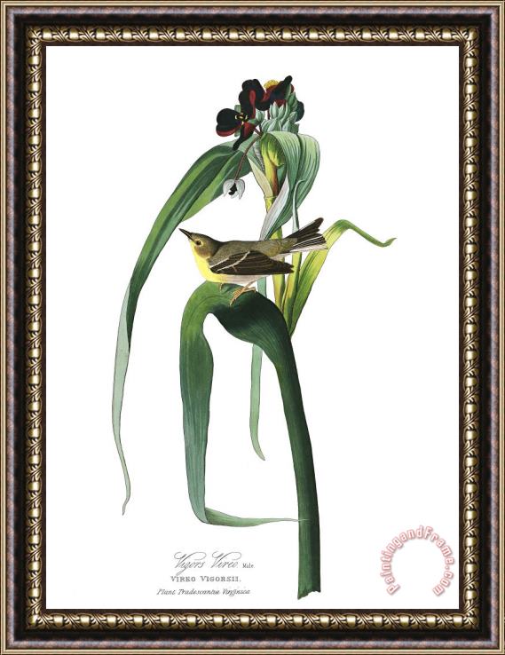 John James Audubon Vigor's Warbler Framed Print