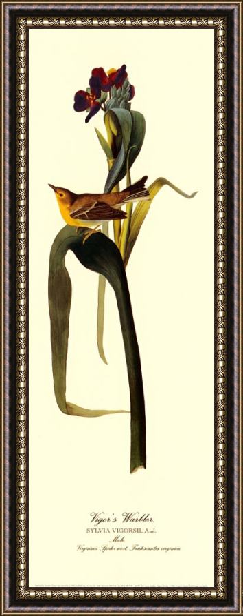 John James Audubon Vigor S Warbler Framed Painting
