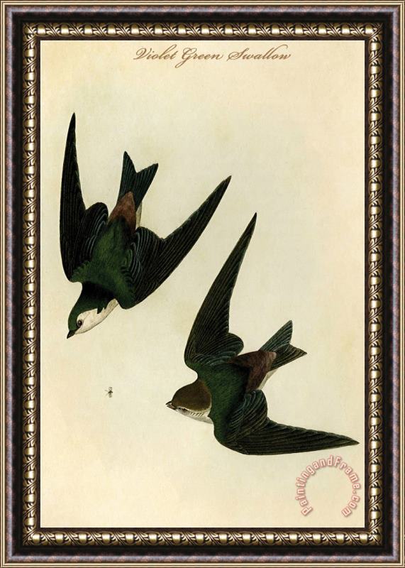 John James Audubon Violet Green Swallow Framed Print