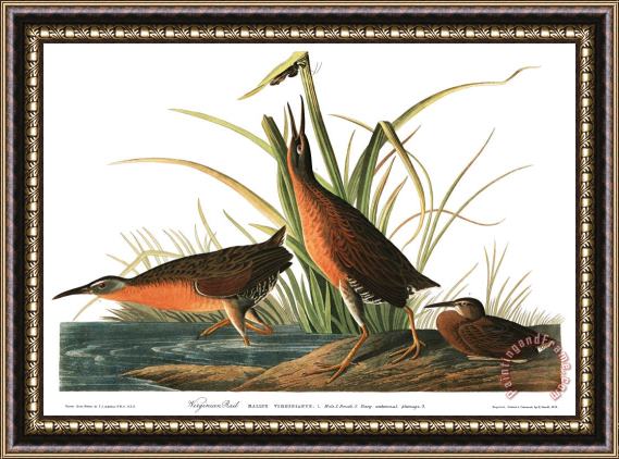 John James Audubon Virginia Rail Framed Print