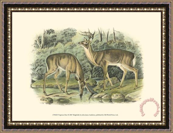 John James Audubon Virginian Deer Framed Print