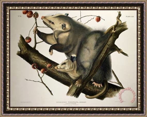 John James Audubon Virginian Opossum From Quadrupeds of America Engraved by John T Bowen Framed Painting