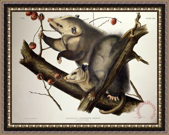 John James Audubon Virginian Opossum Framed Print