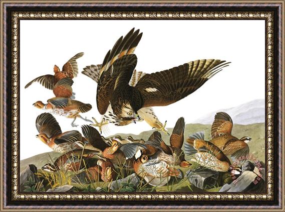 John James Audubon Virginian Partridge Framed Print