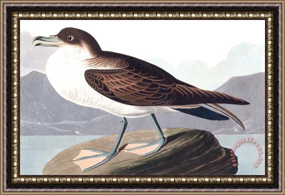 John James Audubon Wandering Shearwater Framed Painting