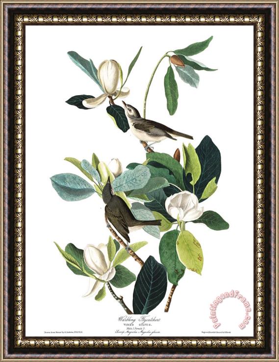 John James Audubon Warbling Flycatcher Framed Print