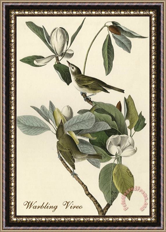 John James Audubon Warbling Vireo Framed Painting