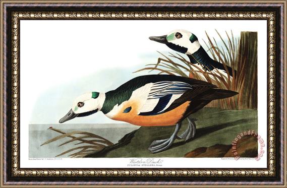 John James Audubon Western Duck Framed Painting
