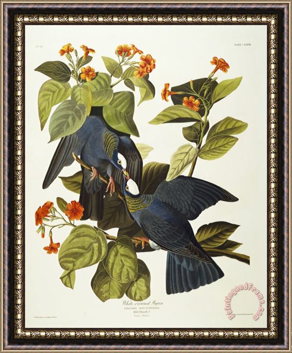 John James Audubon White Crowned Pigeon Columba Leucocephala Plate Clxxvii From The Birds of America Framed Painting