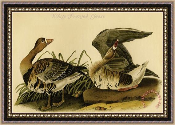 John James Audubon White Fronted Goose Framed Print