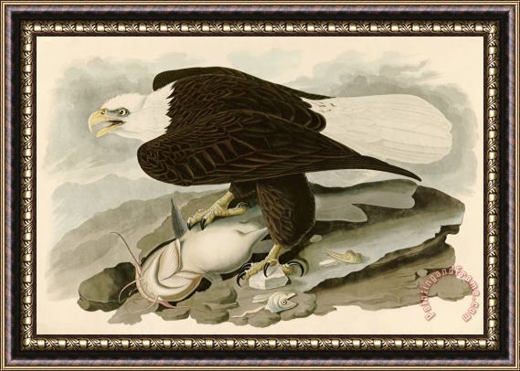 John James Audubon White Headed Eagle Framed Print