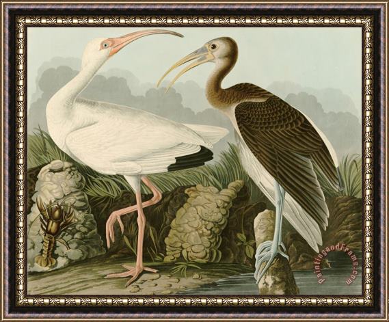 John James Audubon White Ibis Framed Print