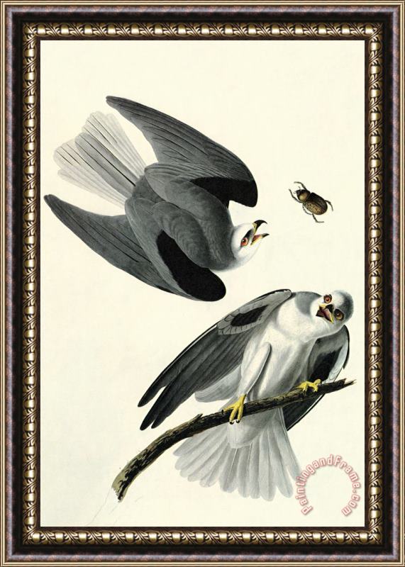 John James Audubon White Tailed Kite Framed Painting