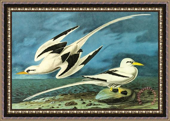 John James Audubon White Tailed Tropic Bird Framed Painting