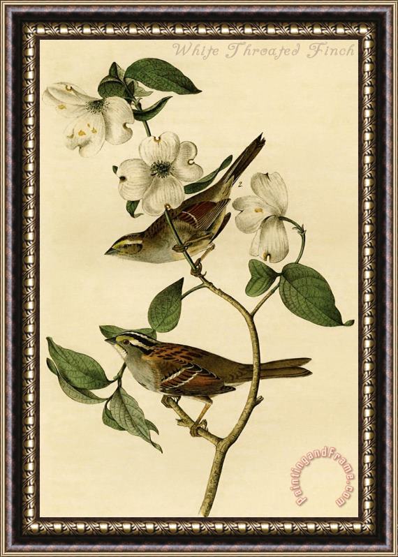 John James Audubon White Throated Finch Framed Print