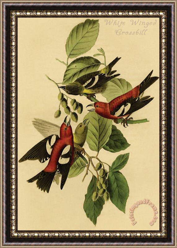 John James Audubon White Winged Crossbill Framed Painting