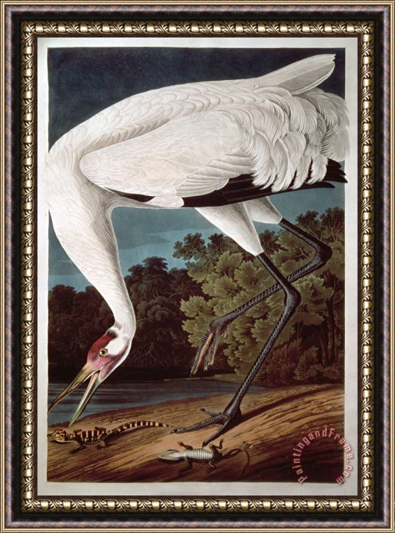 John James Audubon Whooping Crane From Birds of America Framed Painting