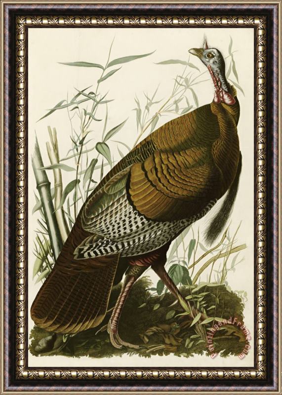 John James Audubon Wild Turkey Framed Painting
