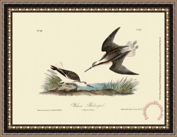 John James Audubon Wilson S Phalaropel Framed Painting