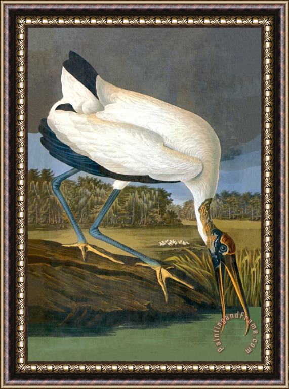 John James Audubon Wood Stork Framed Painting