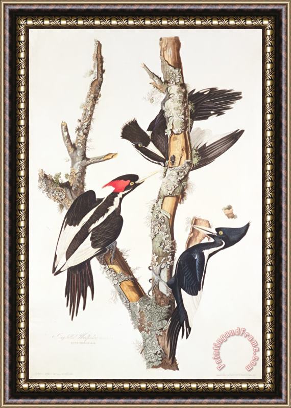 John James Audubon Woodpeckers Framed Print