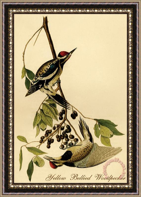 John James Audubon Yellow Bellied Woodpecker Framed Print