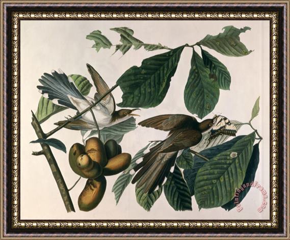 John James Audubon Yellow Billed Cuckoo From Birds of America Engraved by William Home Lizars Framed Print