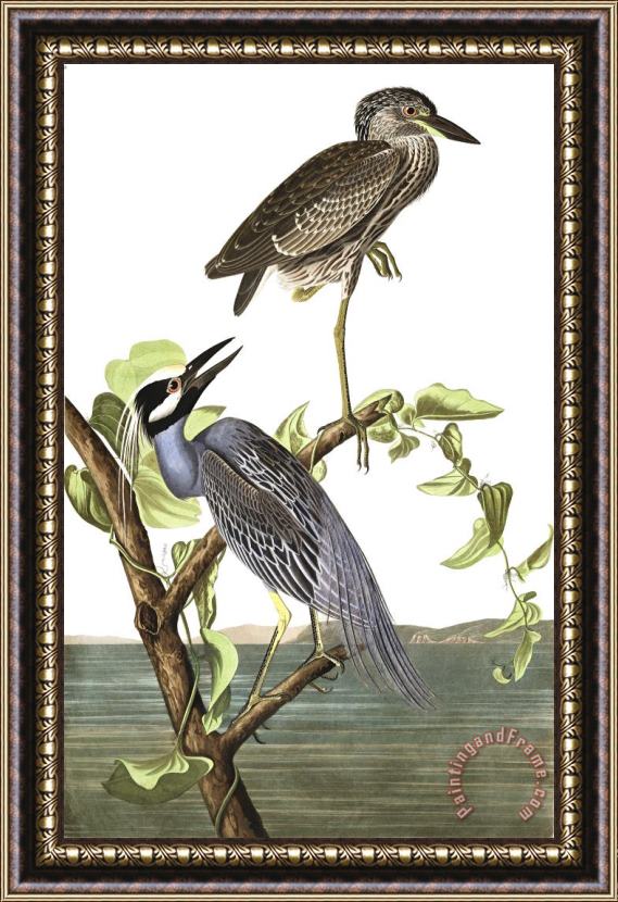 John James Audubon Yellow Crowned Heron Framed Print