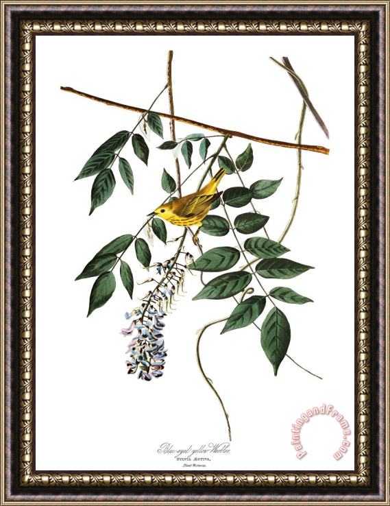 John James Audubon Yellow Poll Warbler Framed Print