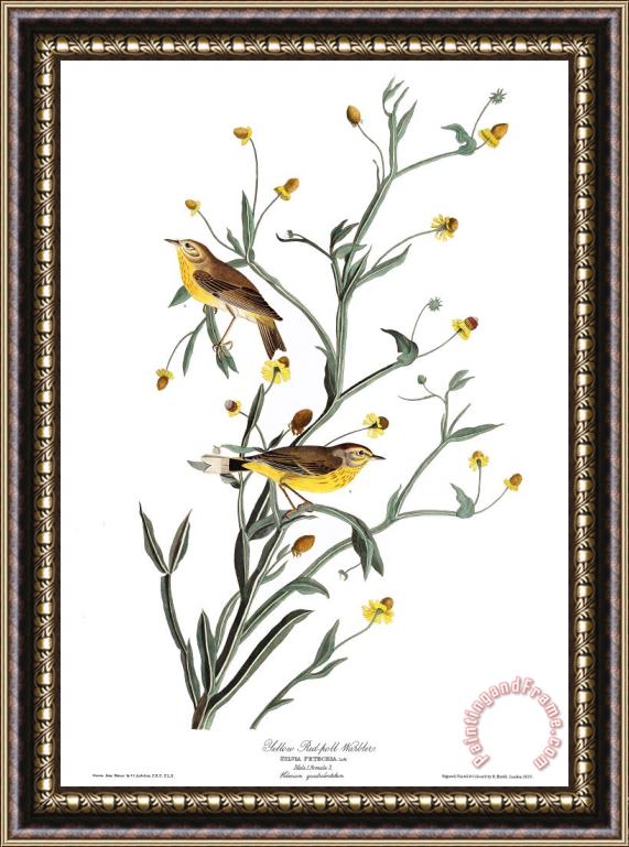 John James Audubon Yellow Red Poll Warbler Framed Print