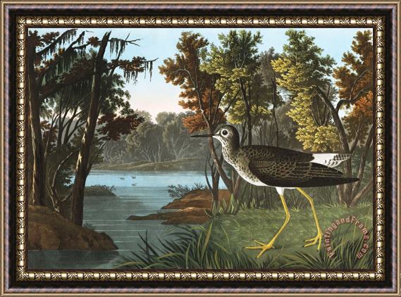 John James Audubon Yellow Shank Framed Painting