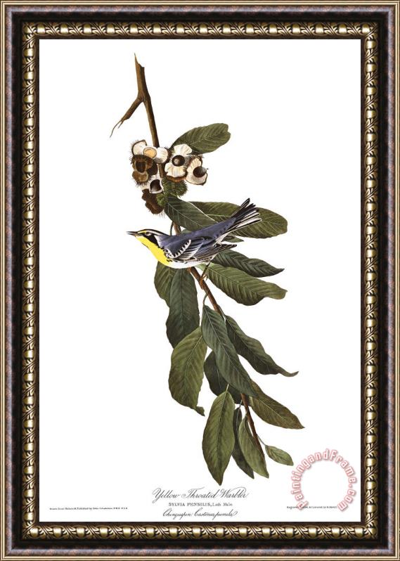 John James Audubon Yellow Throated Warbler Framed Print