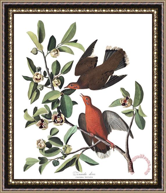 John James Audubon Zenaida Dove Framed Print