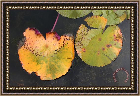 John Lautermilch Fall Lily Pads Framed Print