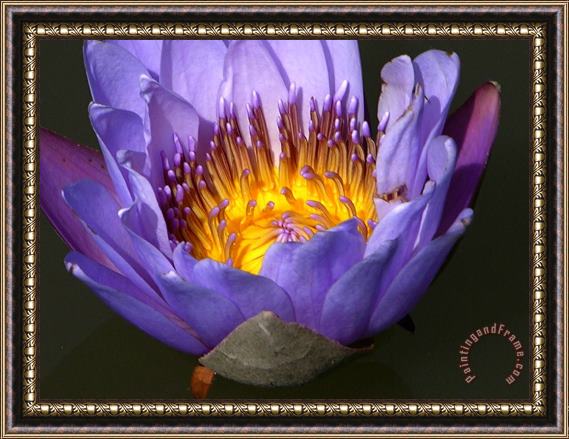 John Lautermilch Lily Aglow Framed Print