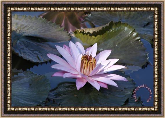 John Lautermilch Pink Lily in Half Shade Framed Print