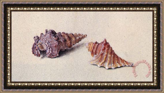 John Ruskin Study of Two Shells Framed Painting