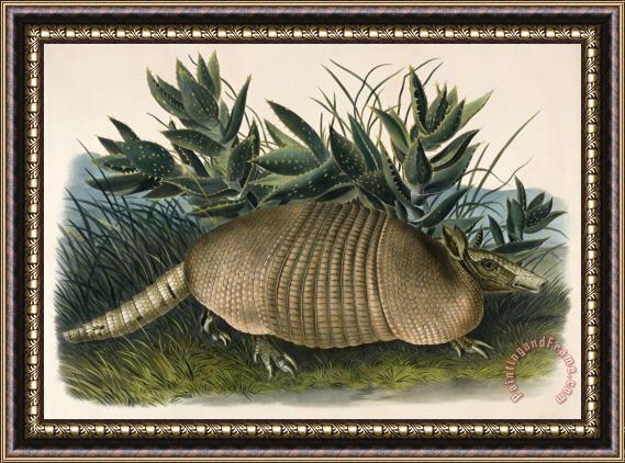 John Woodhouse Audubon Nine Banded Armadillo (dasypus Peba) Framed Print
