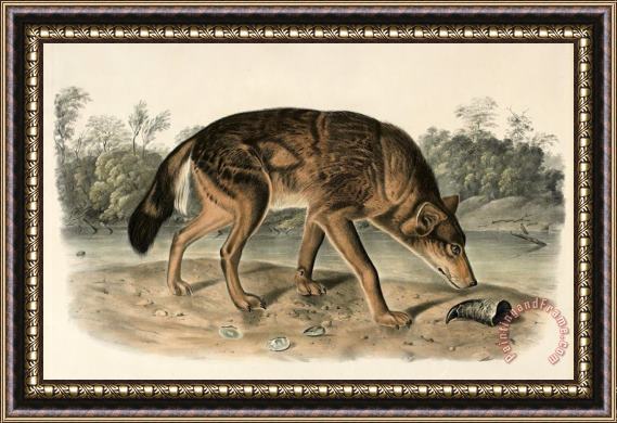 John Woodhouse Audubon Red Texas Wolf (canis Lupus) Framed Painting