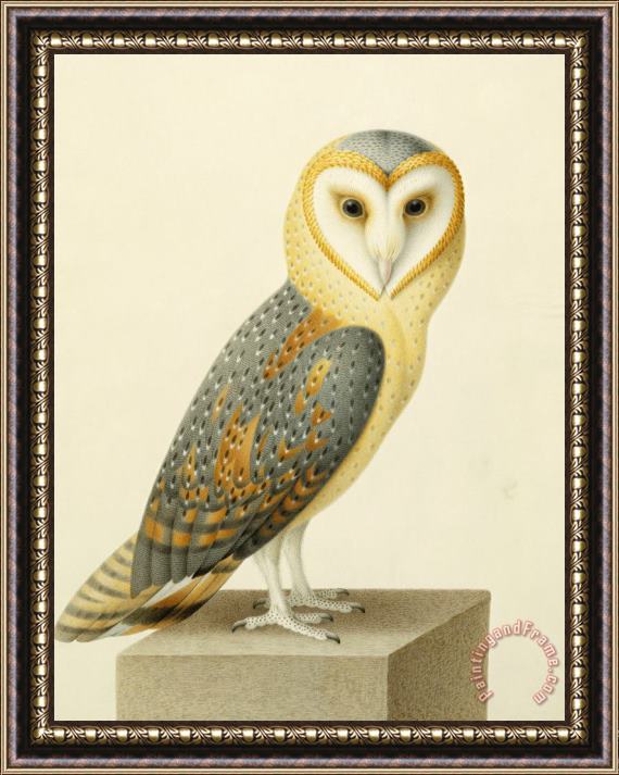 Joseph Nicolas Robert-Fleury A Barn Owl (tyto Alba) Framed Print