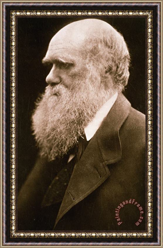 Julia Margaret Cameron Charles Darwin Framed Print