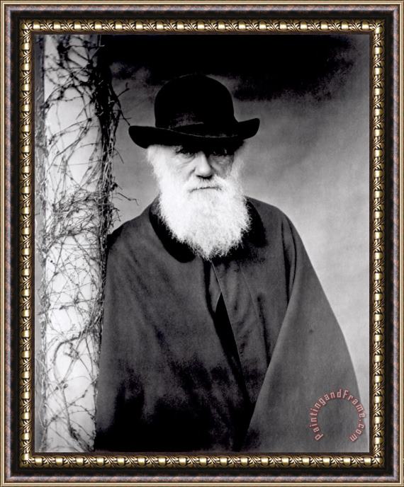 Julia Margaret Cameron Portrait of Charles Darwin Framed Painting