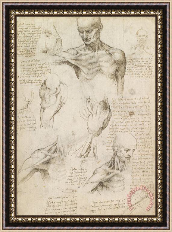 Leonardo da Vinci Anatomical Drawing Of Shoulder And Neck Framed Print